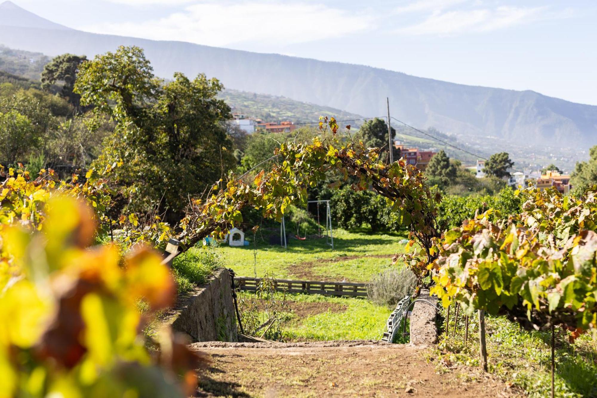 Ek Teide Finca El Milagro La Orotava Eksteriør billede