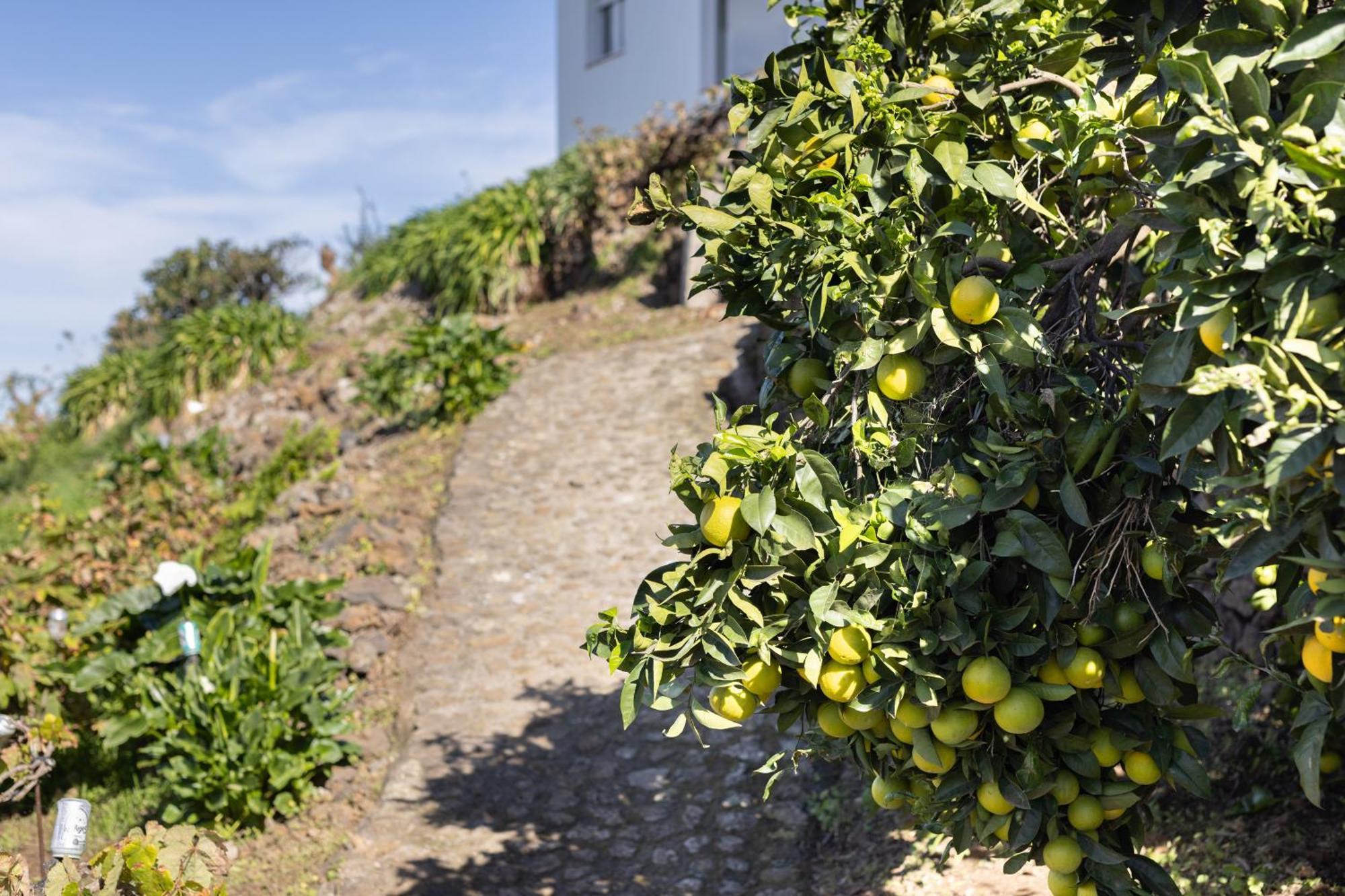 Ek Teide Finca El Milagro La Orotava Eksteriør billede